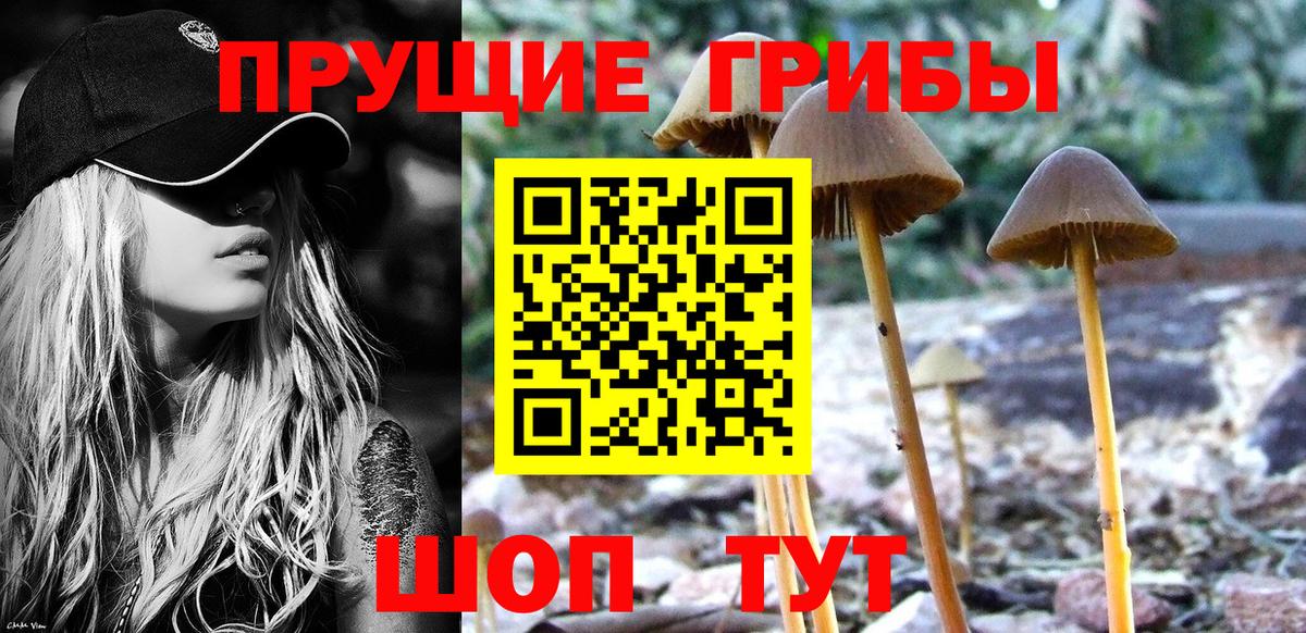 Псилоцибиновые грибы GOLDEN TEACHER Котовск